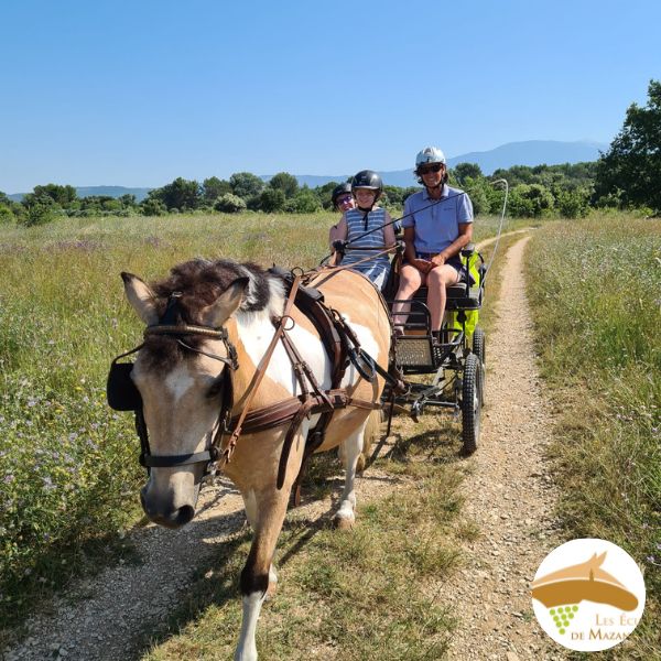 site Randonnées equestre balade cheval vaucluse provence(62)