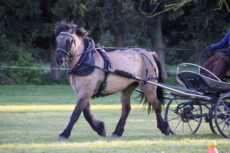Kyle de Lhermet Mars 2026 concours miramas 1